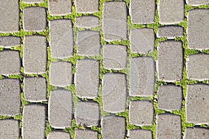 Texture of DIY garden path made from concrete poured in paver forms with grass in gaps between blocks