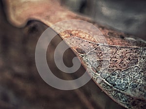 Texture of Dried Mango Leaf