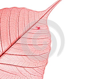 Texture dried and stained peepal leaf