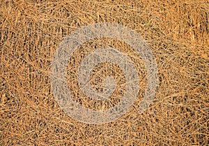 Texture of dried straw used as roof