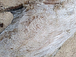 Old wood driftwood closeup Texture