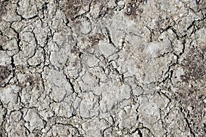 Texture of dry cracked earth with small seashells