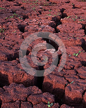 Texture of dry cracked mud