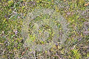 Texture of dry grass