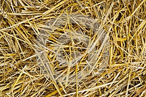 Texture of dry straw. Yellow dry hay background close-up.