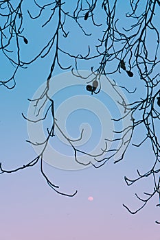 Texture of Dry twigs with clear blue sky and moon in the background.