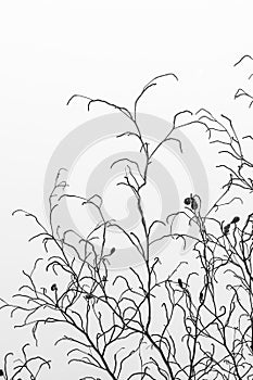 Texture of Dry twigs with clear blue sky and moon in the background.