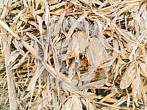 Texture of dry yellow corn field wall