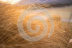 Texture of dry yellow grass with dew on leaf and warm light for