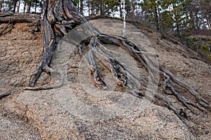The texture of the earth on a ravine with protruding roots of a pine tree made of sand and earth. Background