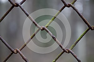 Texture element of a metal mesh fence overgrown with moss