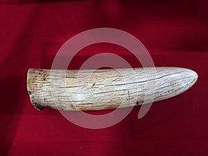 Texture of elephant ivory and trunk, close up ivory