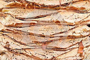 Texture embossed peeling natural carved wood palm bark brown tropical southern exotic jungle solid strong stripes background