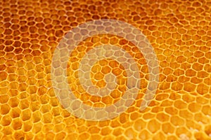 Texture of empty honeycomb as background, closeup view