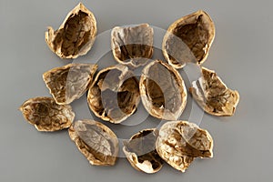 Empty shell from a walnut