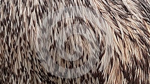 The texture Of An Emu Bird. The plumage of an emu bird. The pattern of the operculum