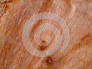Texture of Eucalyptus wood background