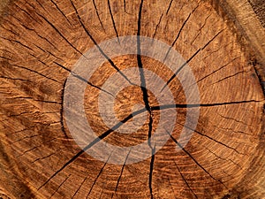 Texture of Eucalyptus wood background