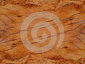 Texture of Eucalyptus wood background