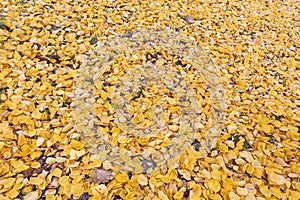 Texture of fallen golden yellow foliage in a public park on an autumn day. Autumn natural background