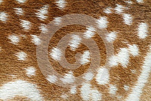 Texture of fallow deer fur