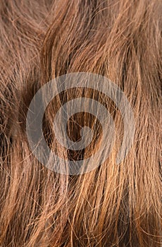 Texture of fine long brown hair as a background. Bad hair problem