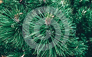 The texture of the fir tree as a symbol of the new year and christmas.  Close-up of spruce tree twigs in beautiful green color.