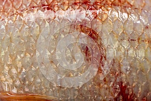 Texture of fish scales & x28;Oreochromis niloticus& x29;,& x28;Nile tiapia