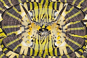 Texture of five bar butterfly for background