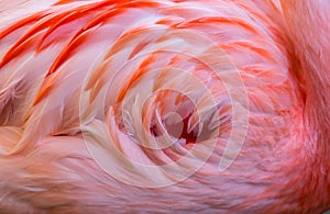Texture of Flamingo Back Feathers