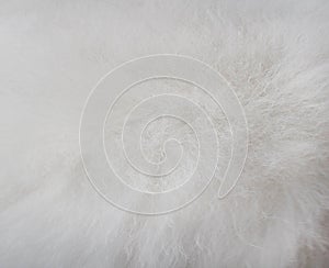 Texture fluffy fur white dog abstract for background , Natural animal patterns skin