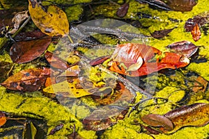 Texture foliage mucus slime in pond sump water nature Mexico