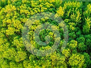 The texture of the forest, the top view