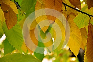 Chestnut leaves on its branches, in autumn photo