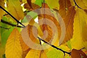 Chestnut leaves on its branches, in autumn photo