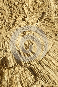 Texture formed by the corals in coastal limestone.