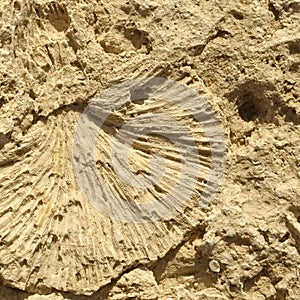 Texture formed by the corals in coastal limestone.