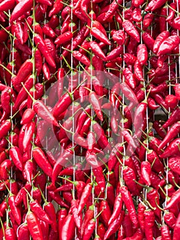 Texture formed by red calabria peperoncinii hung to dry in the sun