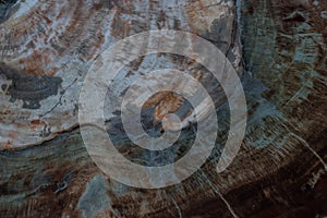 Texture of fossil wood