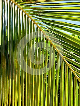 Texture fresh bright green leaf background in nature. Macro green leaf background with linear texture. Close up of beautiful vein