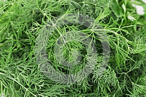 Texture of fresh dill herb close up.