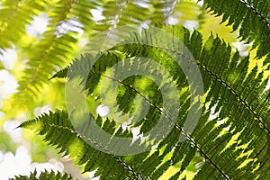 Texture of fresh green fern leaves in the torpical rainforest photo