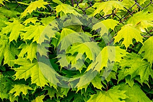 Texture of fresh green leaf maple. Background for design_