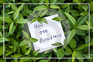 Texture of the fresh green  leafes  with paper