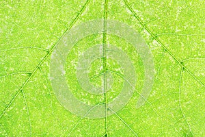 Texture of fresh green maple leaf close up