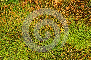Texture of fresh green moss