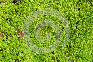 Texture of fresh green Peat moss, Sphagnum Moss growing in the f