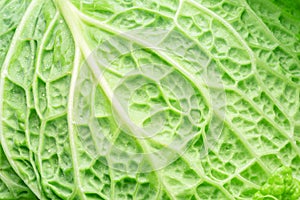 Texture of fresh green savoy cabbage leaf closeup photo