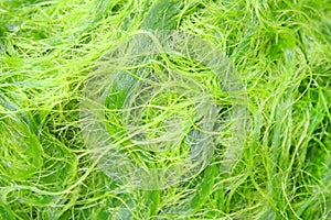 Texture fresh green spirogyra, Zygnematales ,Can be cook ,Local food of the northern in Thailand