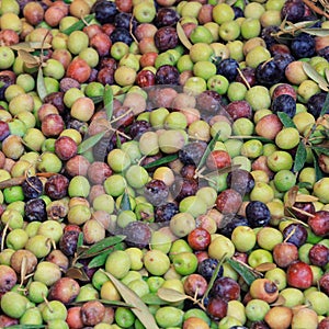 Texture of fresh olives right from the tree